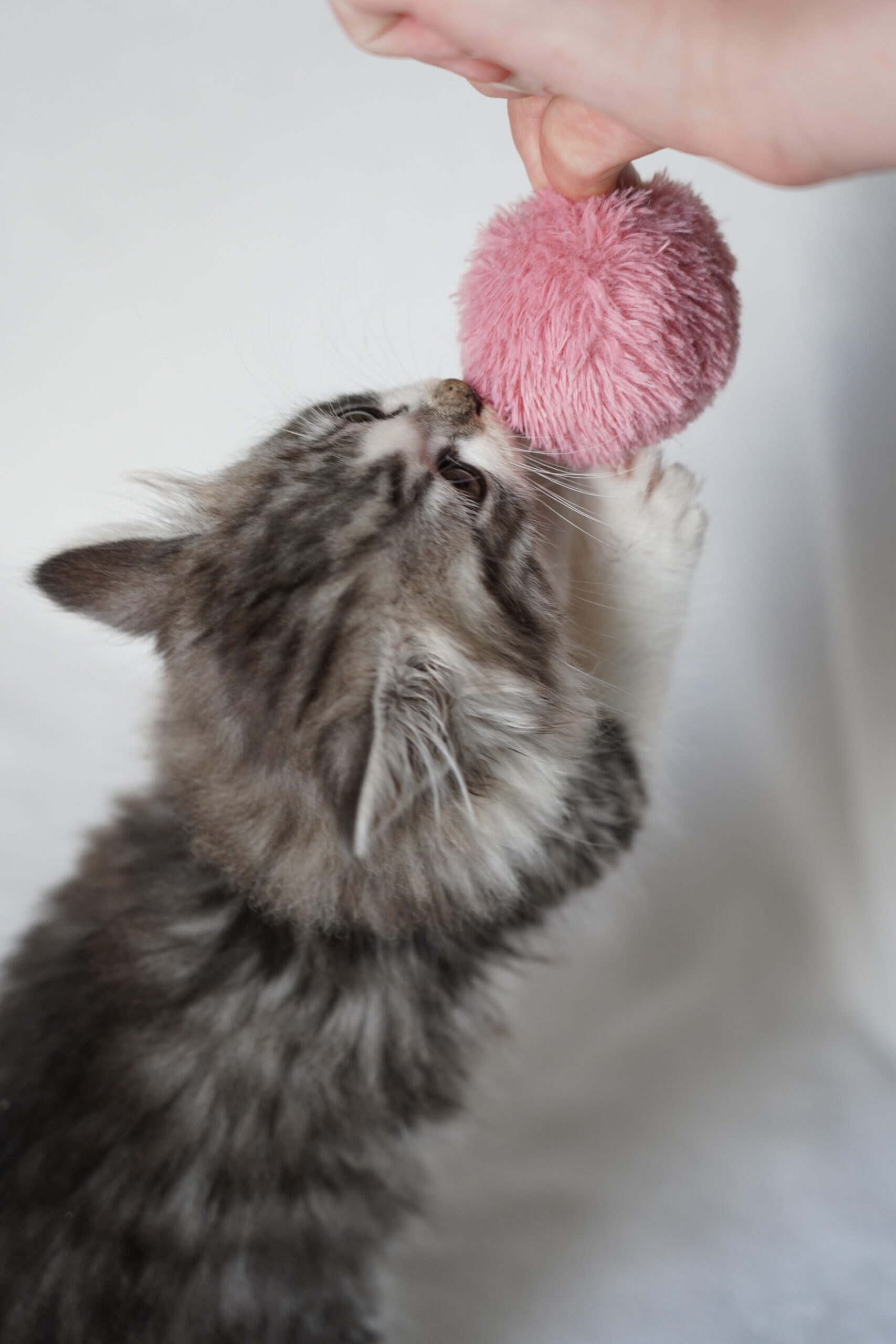 chaton a adopter