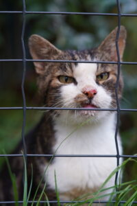 Martin, chat à parrainer