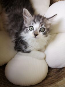 PYEWACKET