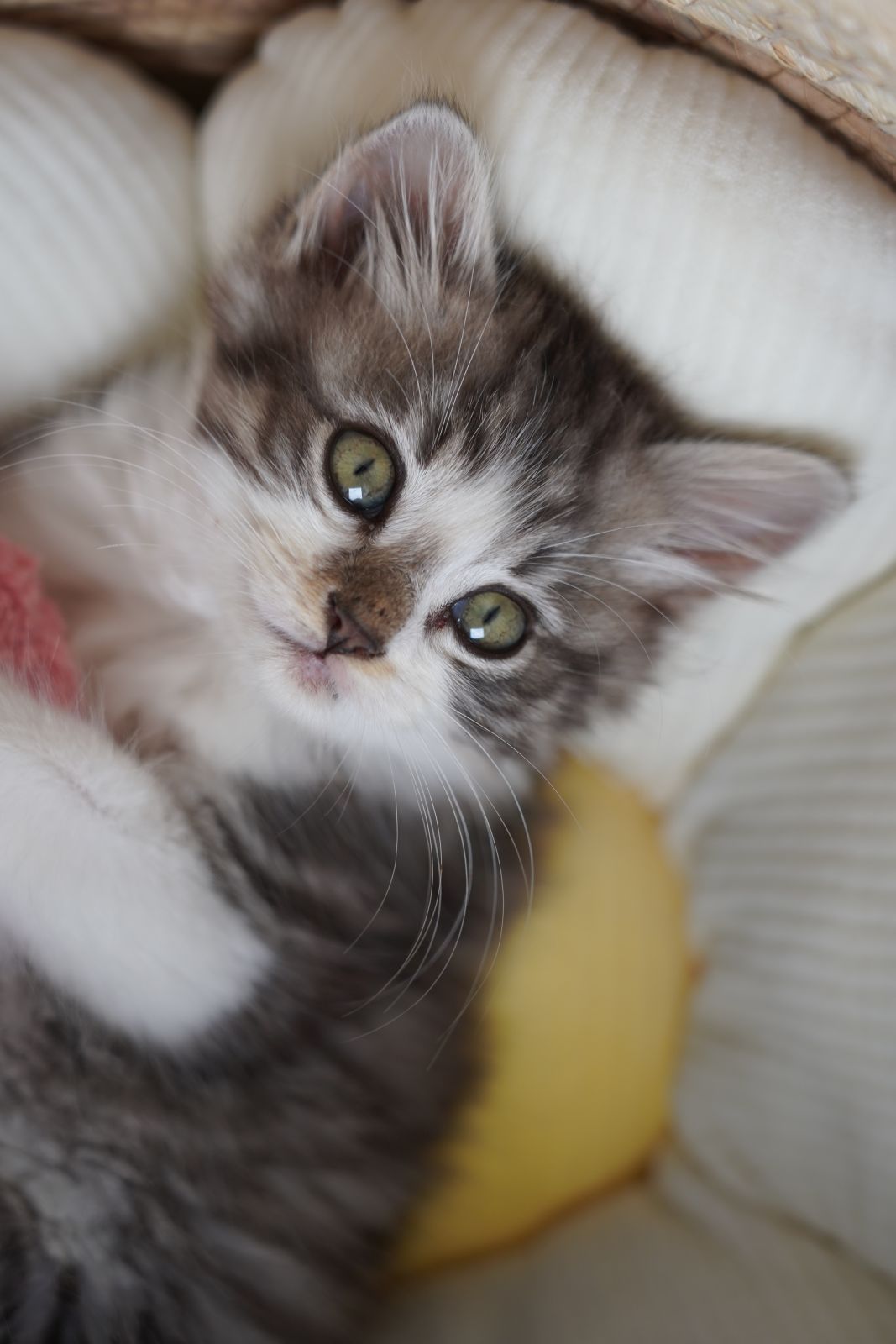 pye web