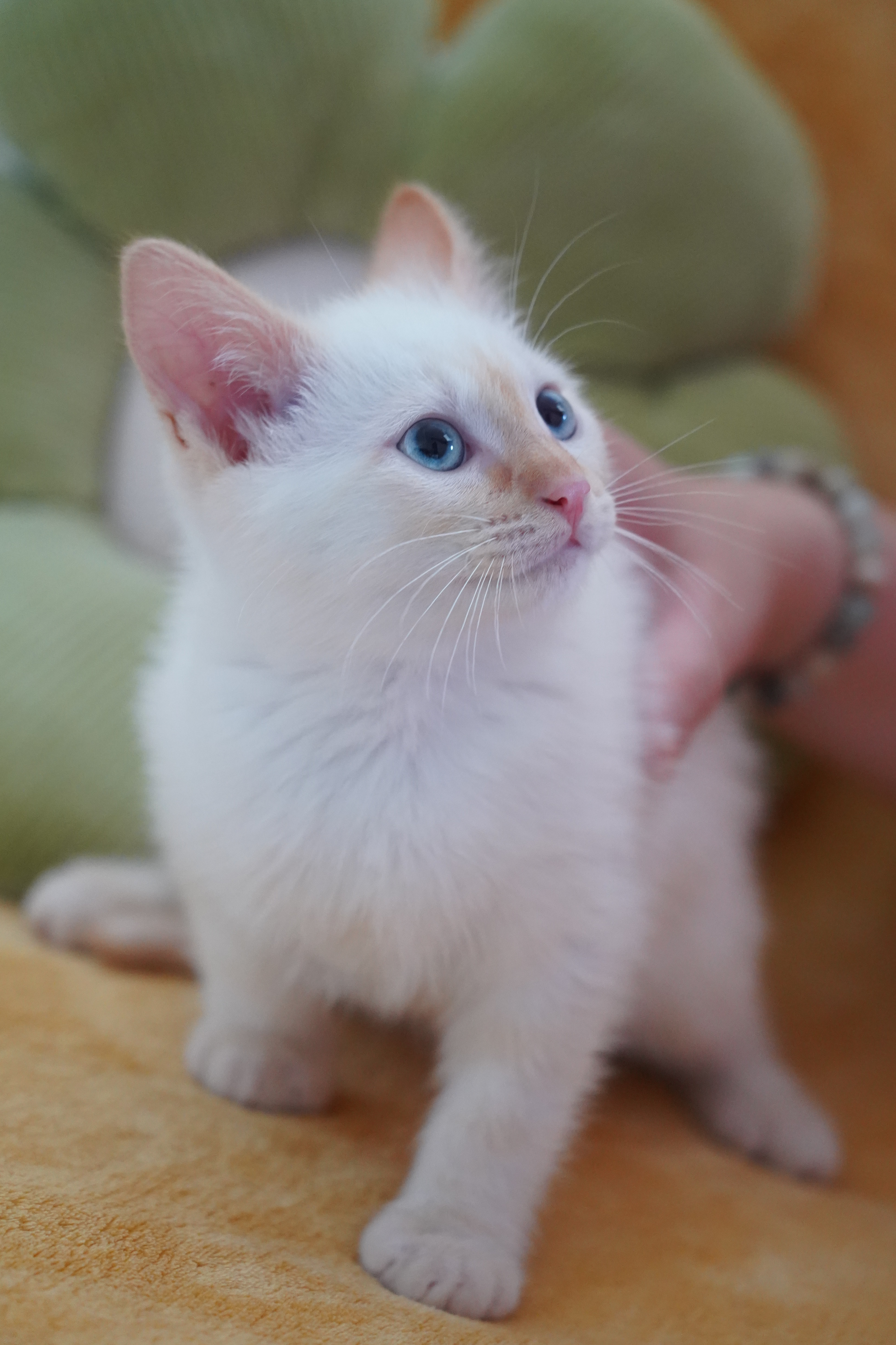 Accueil BLEUET