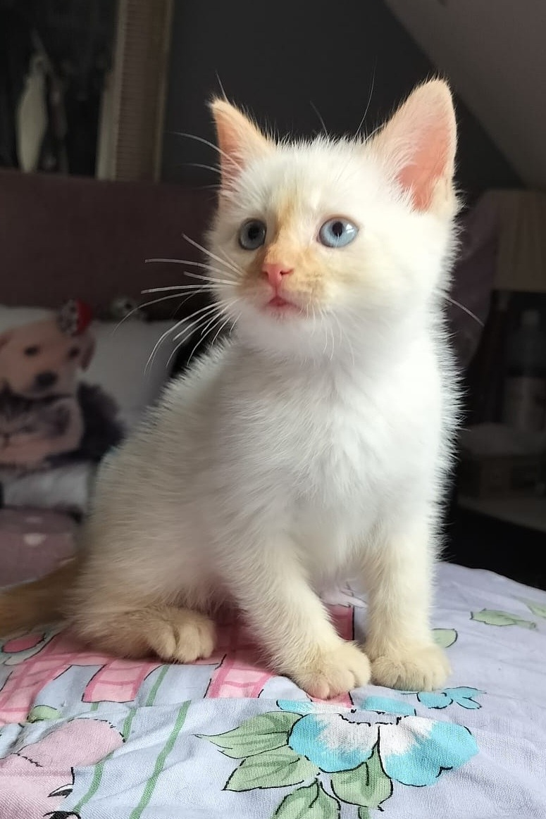 Accueil BLEUET