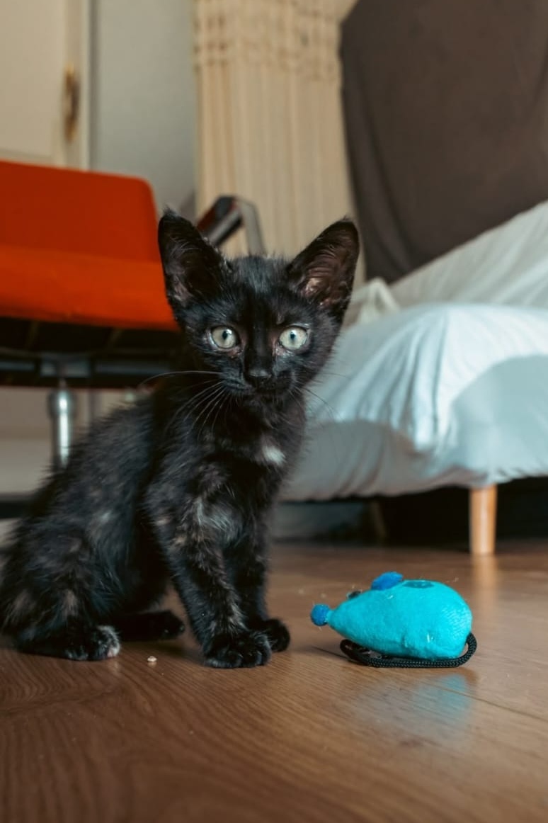 HENRIETTE